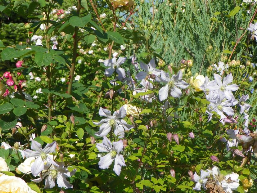 13 iun (370) - Clematite 2019