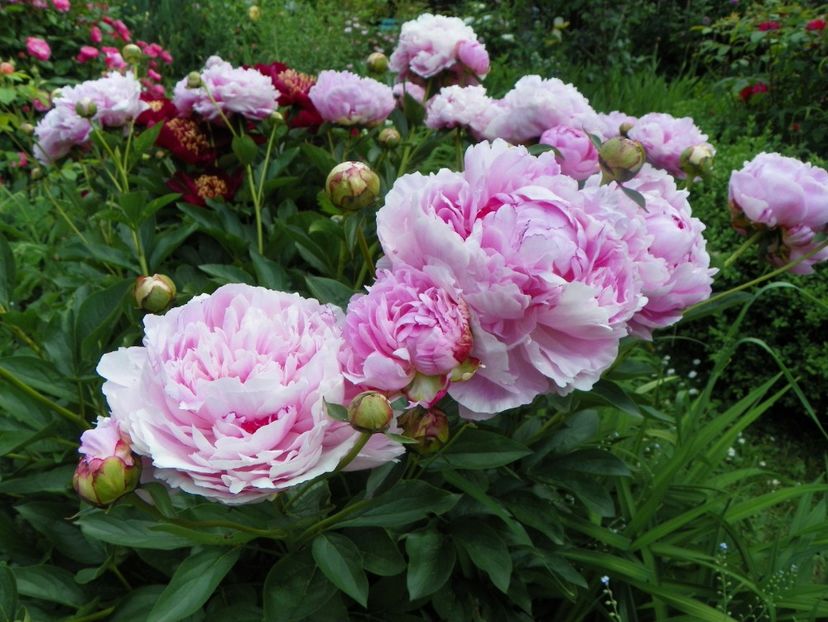 13 iun (46) - Bujori 2019