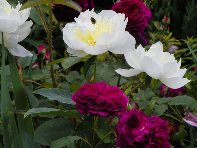 13 iun (50) - Bujori 2019