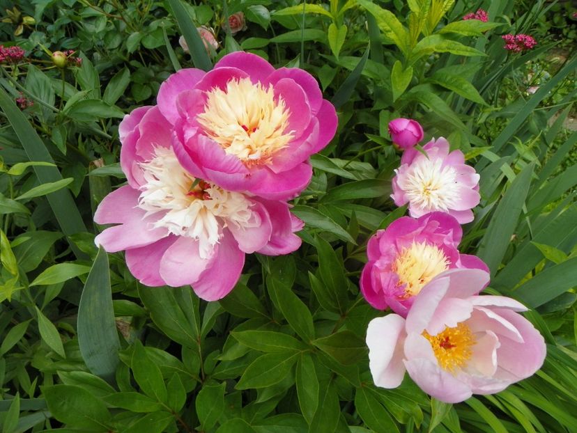 13 iun (57) - Bujori 2019