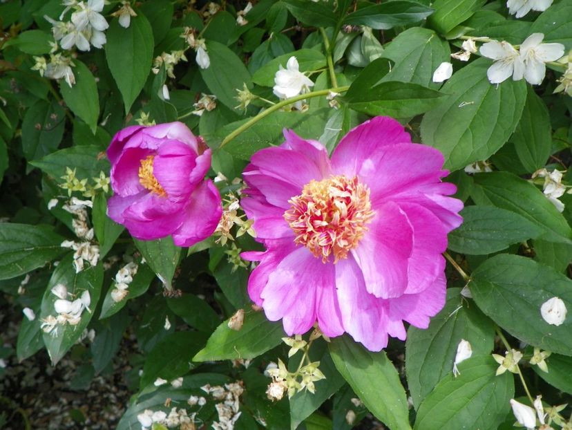 13 iun (62) - Bujori 2019