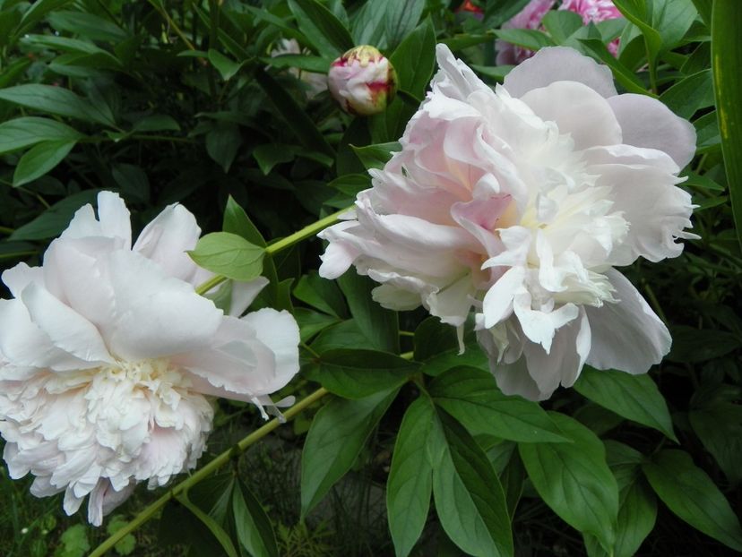 13 iun (78) - Bujori 2019