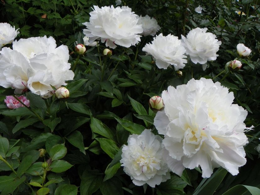 13 iun (84) - Bujori 2019