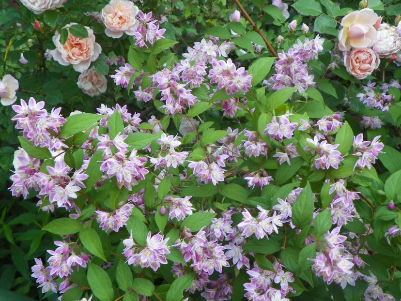 13 iun (356) - Copacei si arbusti 2019