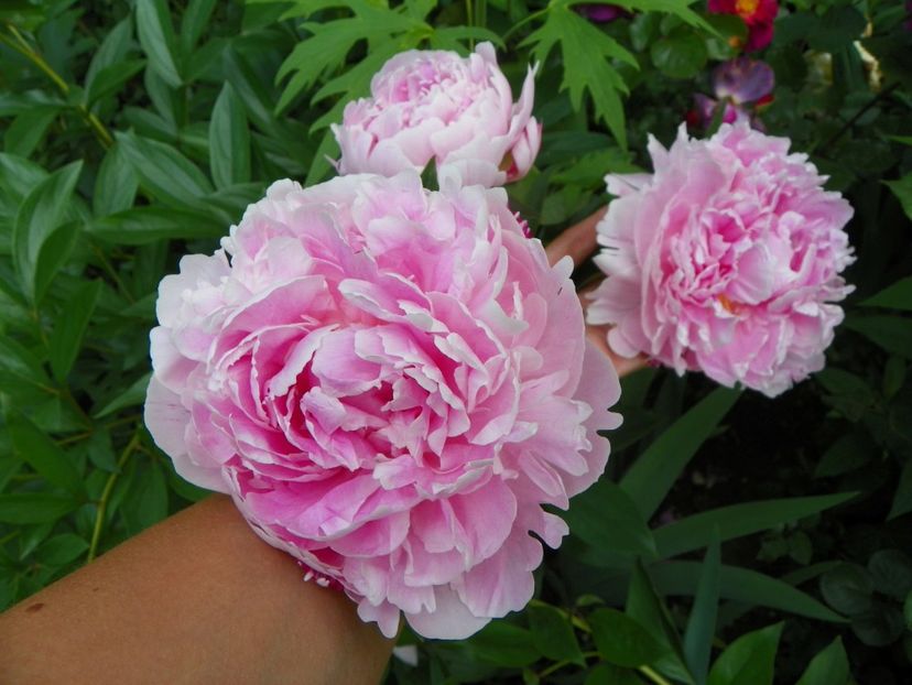 13 iun (87) - Bujori 2019