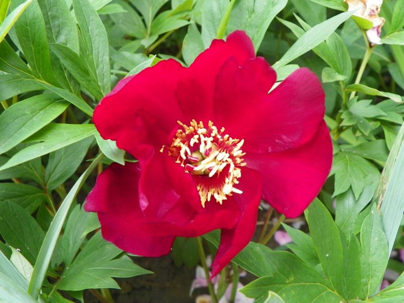 13 iun (94) - Bujori 2019