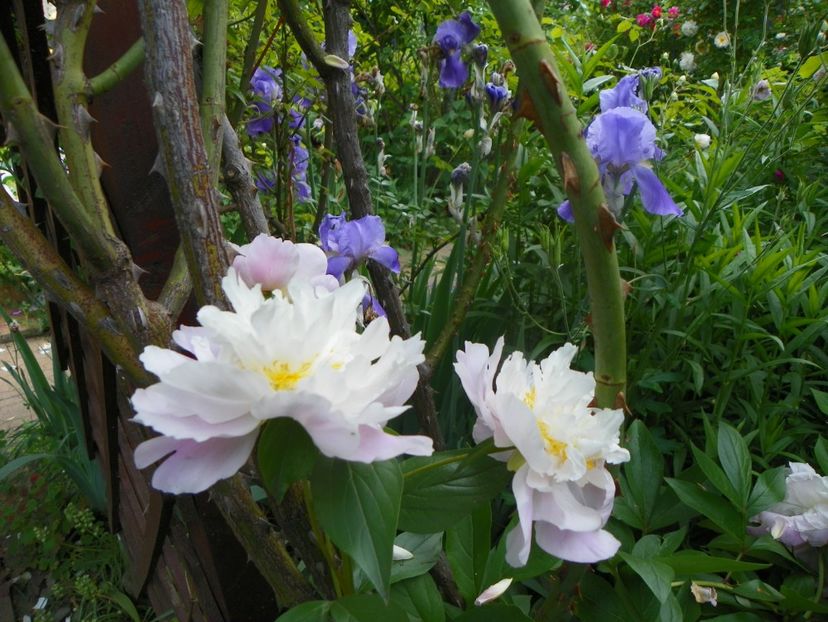 13 iun (113) - Bujori 2019