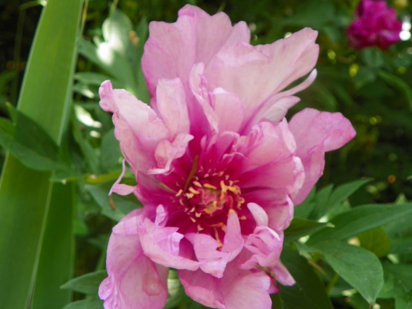 13 iun (208) - Bujori arbustivi si itoh 2019