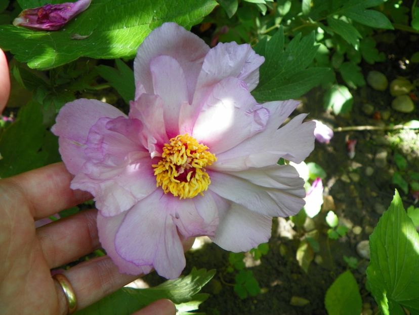 13 iun (235) - Bujori arbustivi si itoh 2019