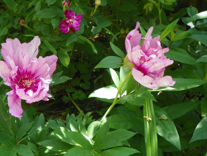 13 iun (245) - Bujori arbustivi si itoh 2019