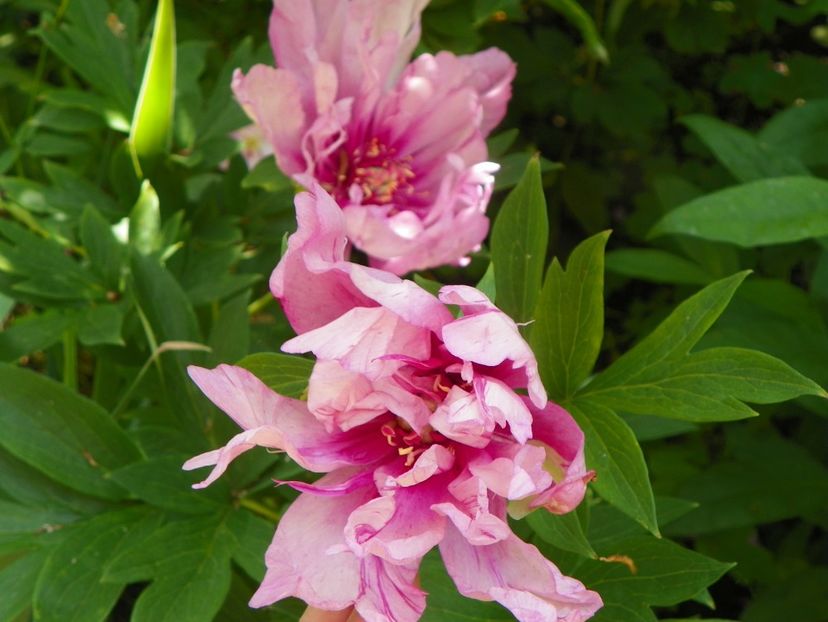 13 iun (246) - Bujori arbustivi si itoh 2019