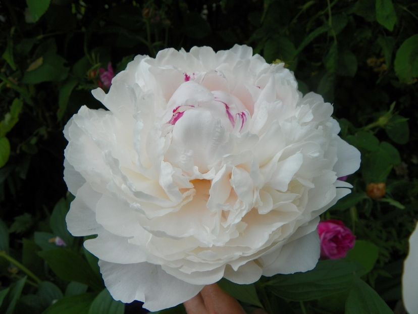 13 iun (131) - Bujori 2019