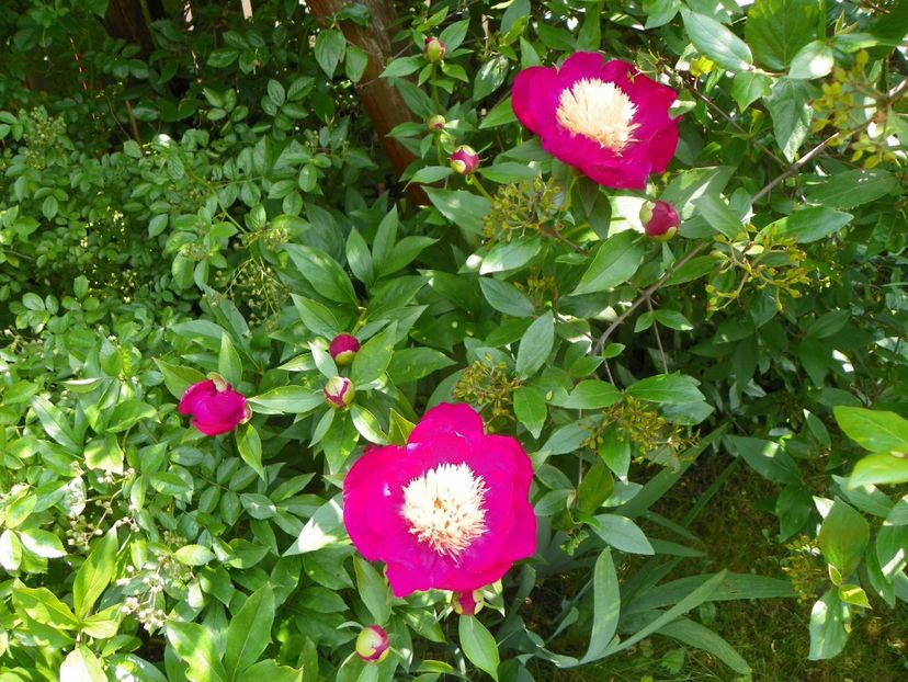 13 iun (161) - Bujori 2019