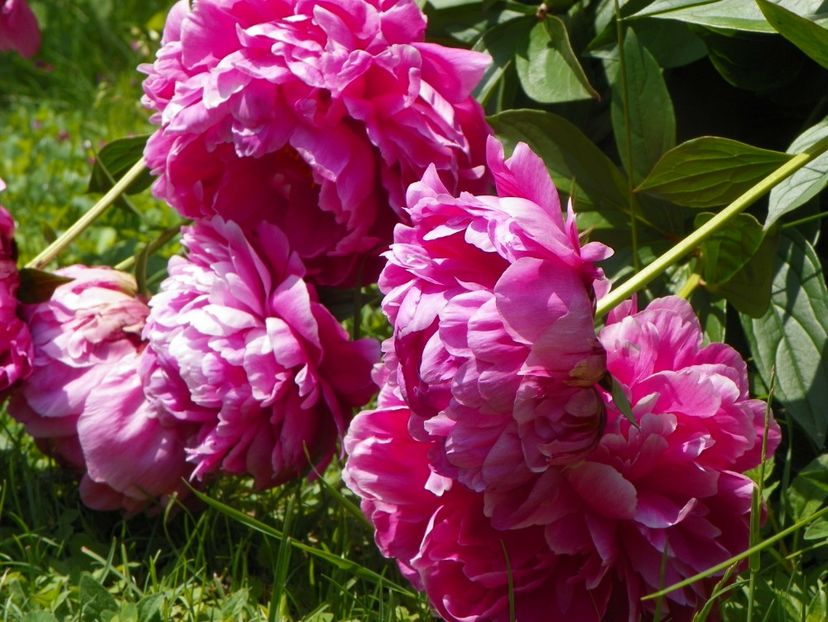 13 iun (170) - Bujori 2019