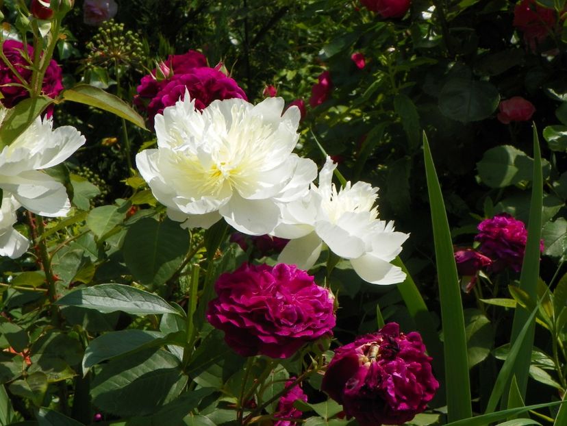 13 iun (172) - Bujori 2019