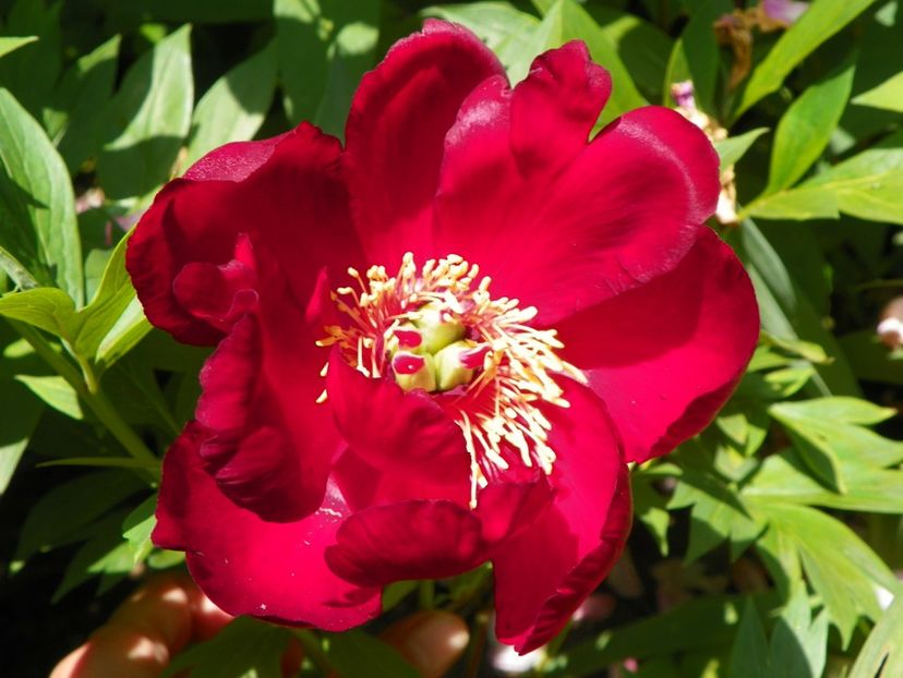 13 iun (209) - Bujori 2019