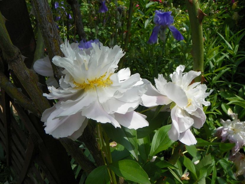 13 iun (220) - Bujori 2019