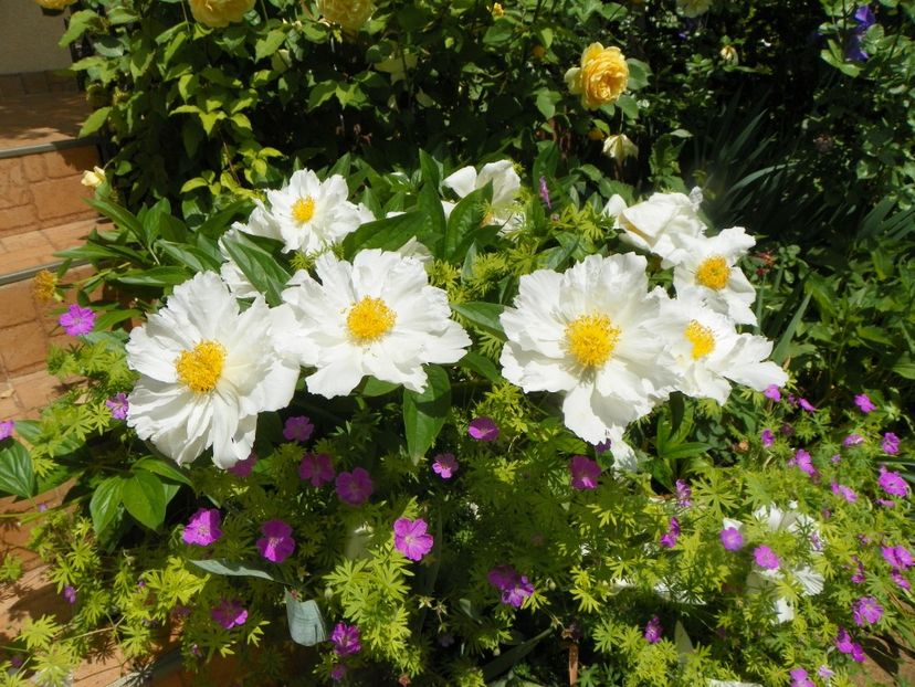 13 iun (222) - Bujori 2019