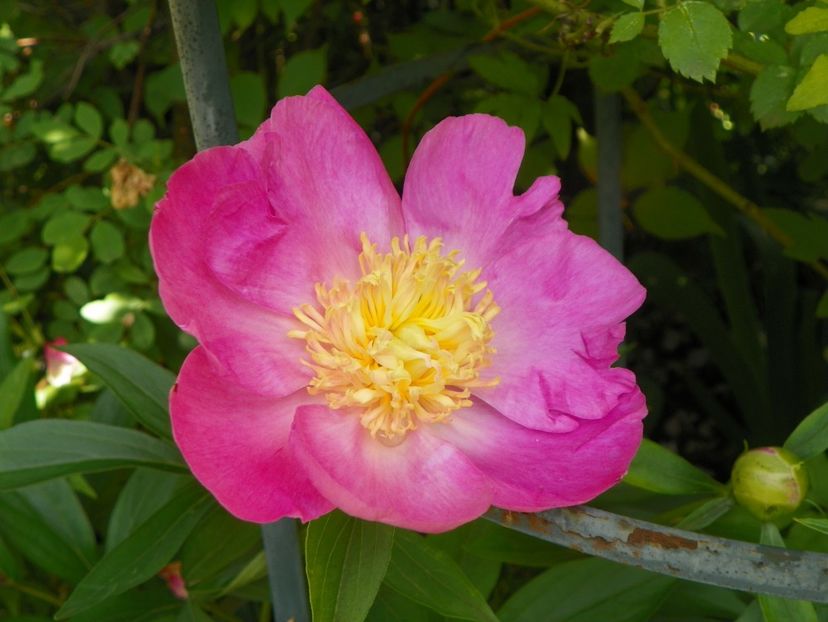 13 iun (228) - Bujori 2019