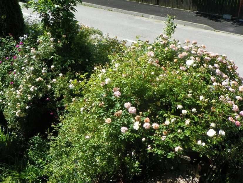 13 iun (24) - Gradina 2019