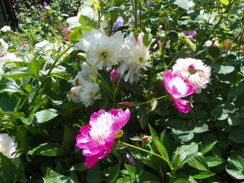 13 iun (241) - Bujori 2019