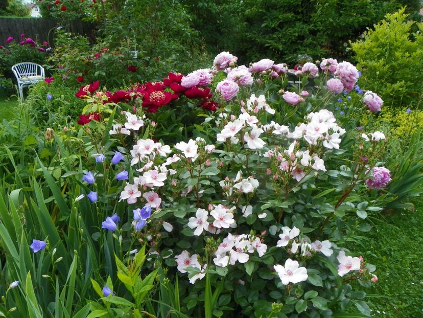 13 iun (36) - Gradina 2019