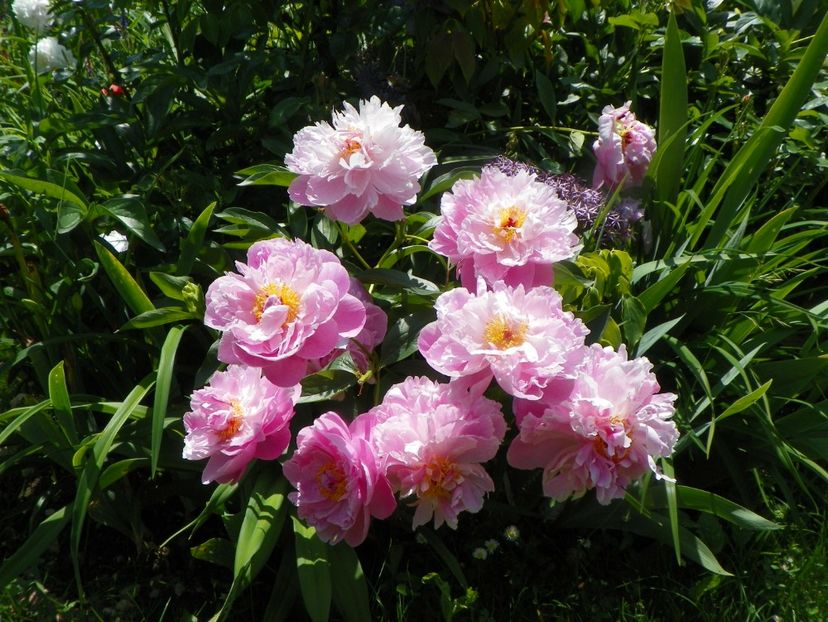 13 iun (252) - Bujori 2019