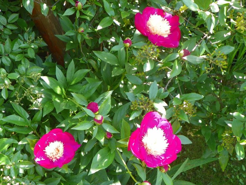 13 iun (253) - Bujori 2019