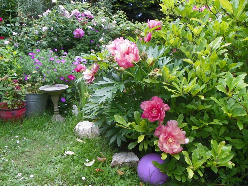 13 iun (75) - Gradina 2019