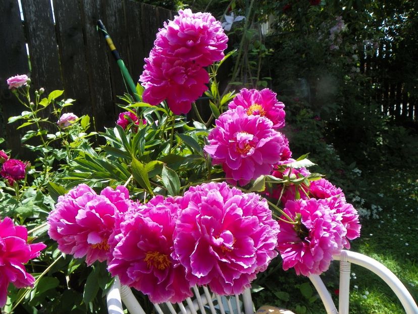 13 iun (260) - Bujori 2019