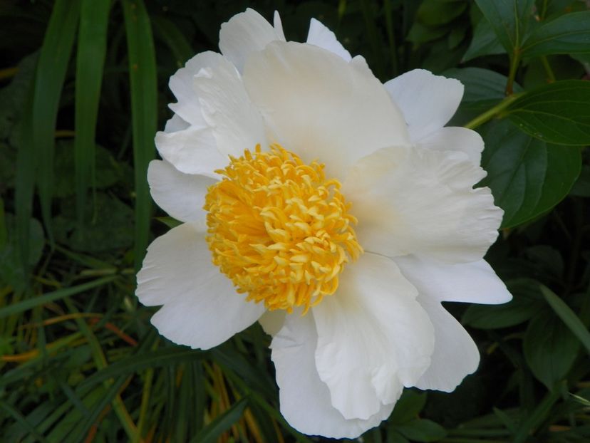 13 iun (266) - Bujori 2019