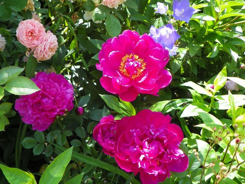 13 iun (273) - Bujori 2019