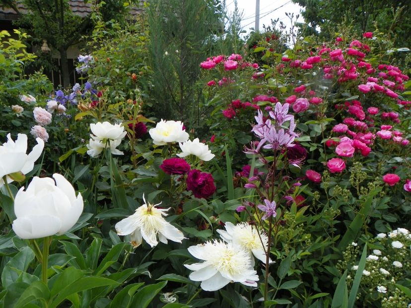 13 iun (134) - Gradina 2019