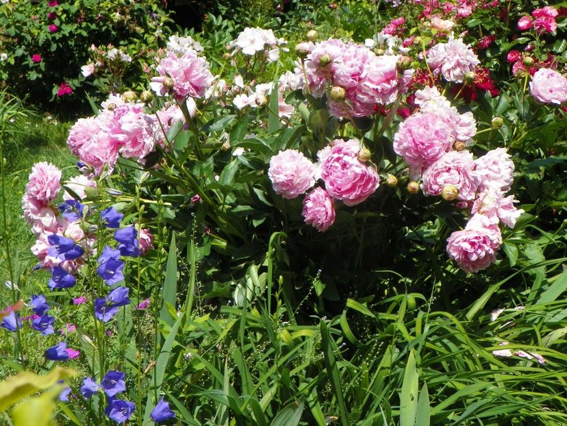 13 iun (274) - Bujori 2019