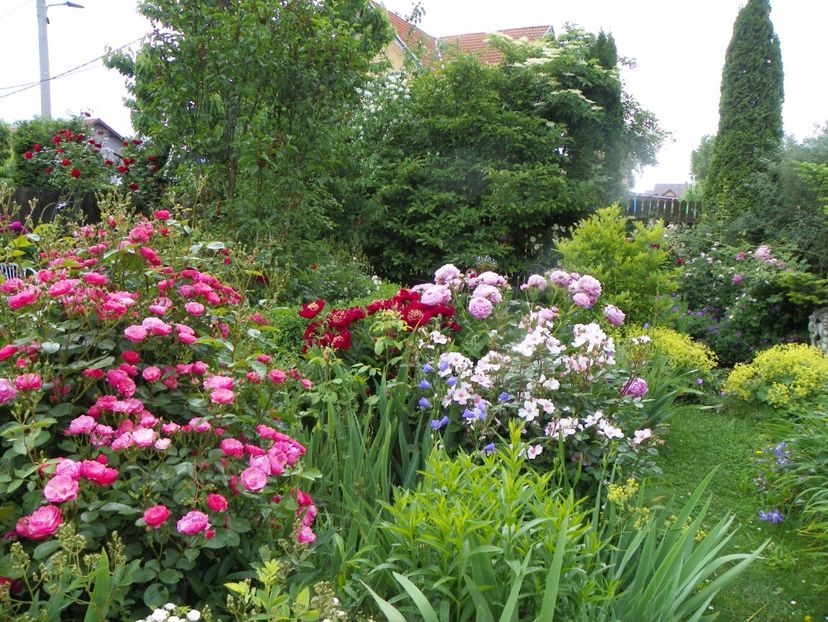 13 iun (135) - Gradina 2019