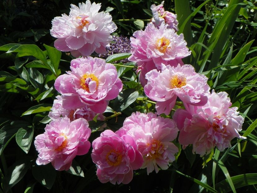 13 iun (285) - Bujori 2019