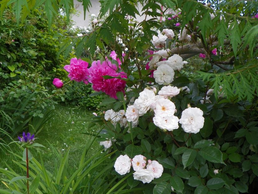 13 iun (137) - Gradina 2019