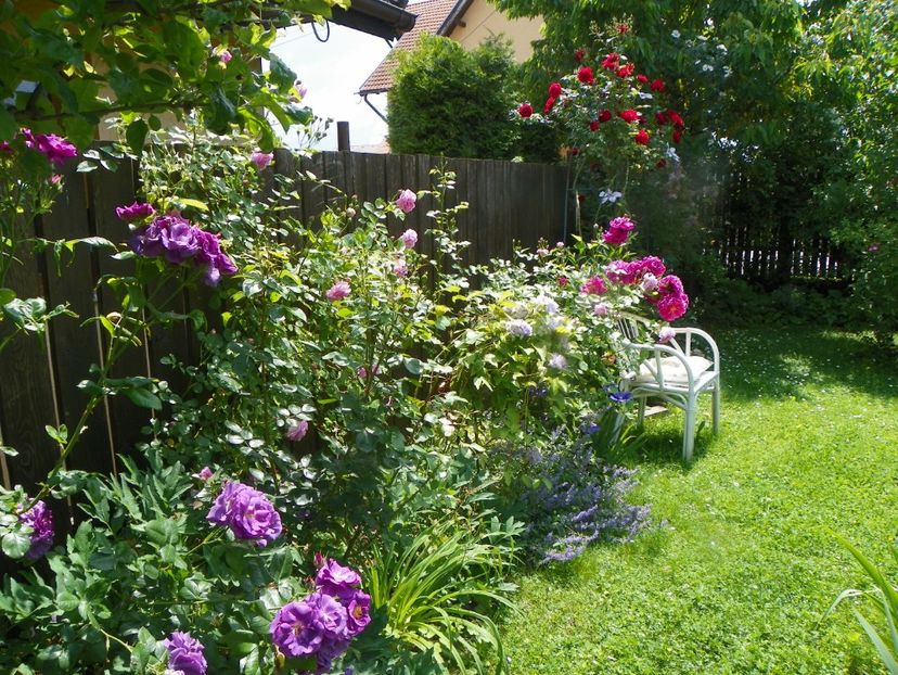 13 iun (195) - Gradina 2019