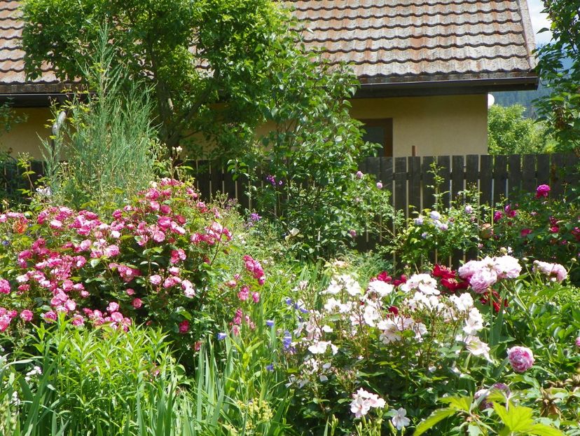 13 iun (230) - Gradina 2019