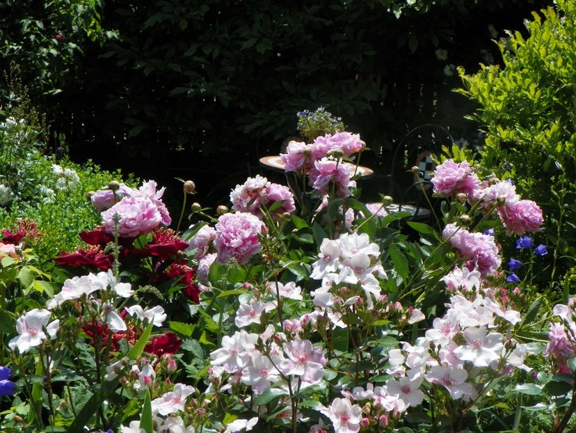 13 iun (232) - Gradina 2019