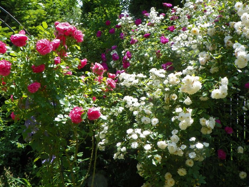 13 iun (247) - Gradina 2019