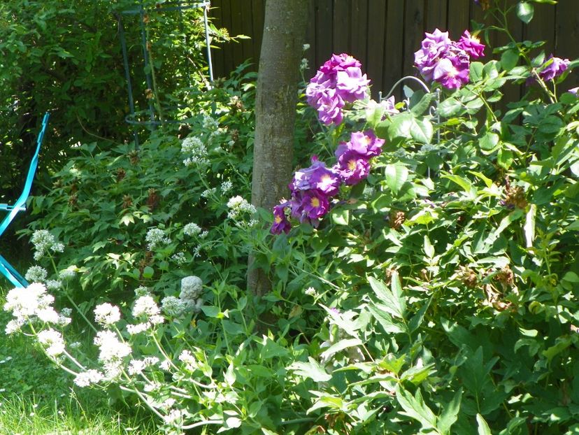 13 iun (258) - Gradina 2019