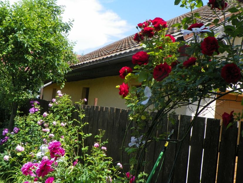 13 iun (265) - Gradina 2019