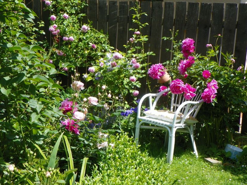 13 iun (275) - Gradina 2019