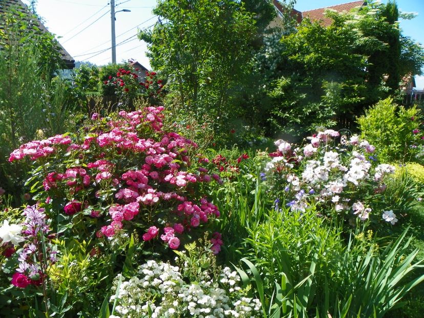 13 iun (318) - Gradina 2019