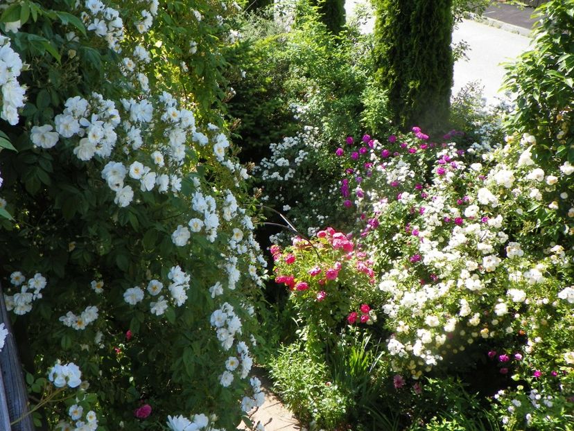 13 iun (320) - Gradina 2019