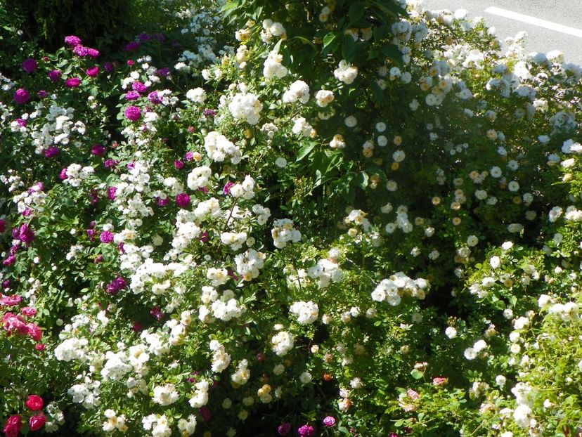 13 iun (322) - Gradina 2019