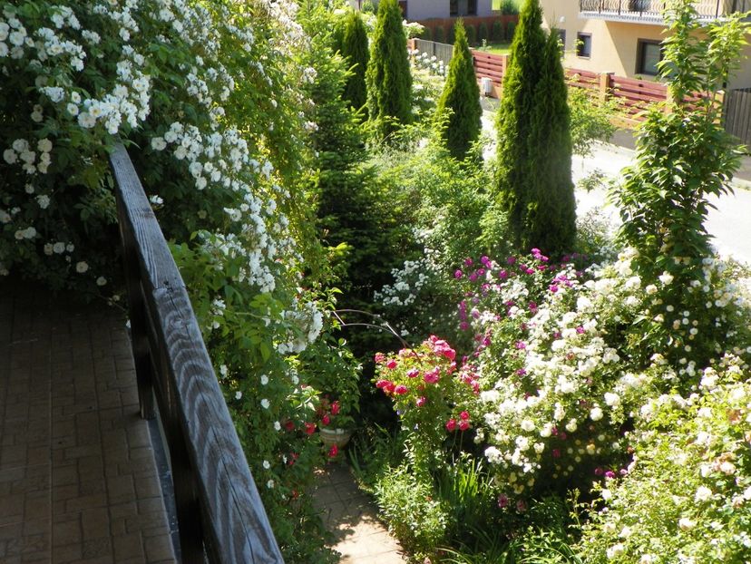 13 iun (327) - Gradina 2019