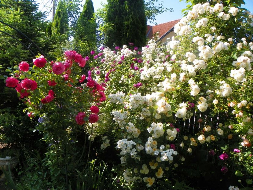 13 iun (359) - Gradina 2019