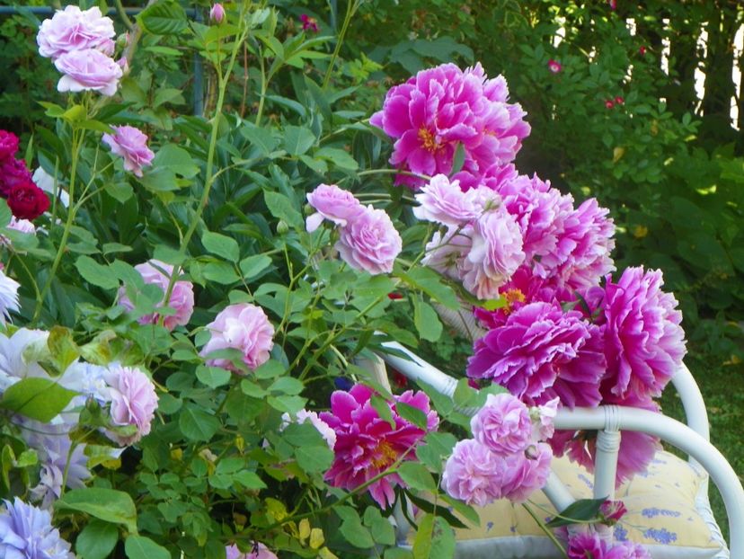 13 iun (372) - Gradina 2019